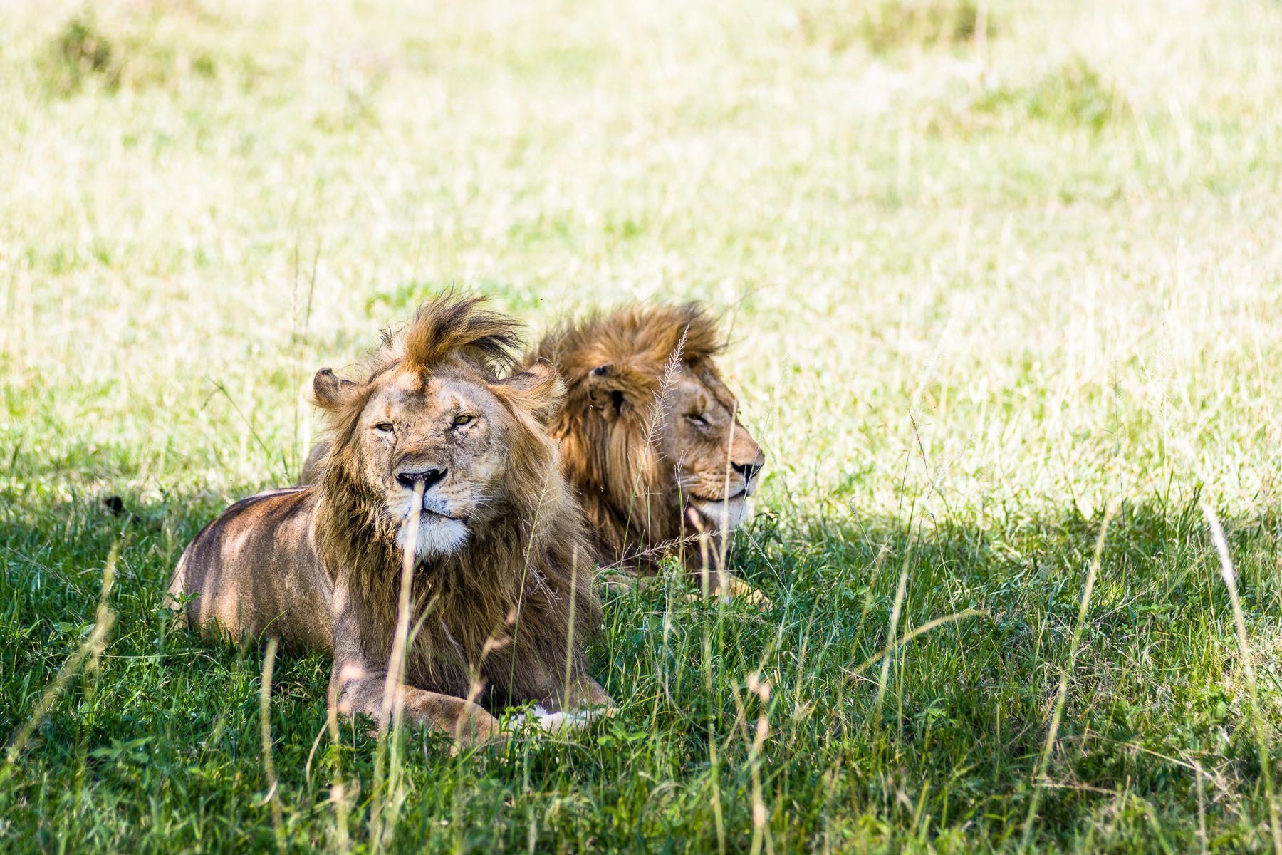 Singita Sabora Tented Camp Wildlife
