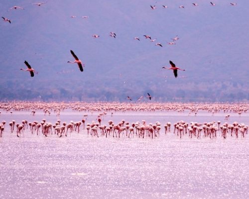 02_ccl_pink_flamingo_2