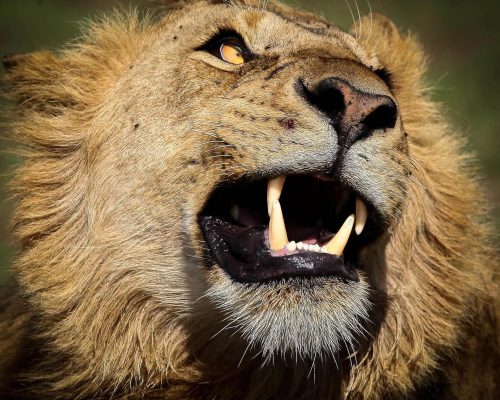 1754669533967lion-with-mouth-open