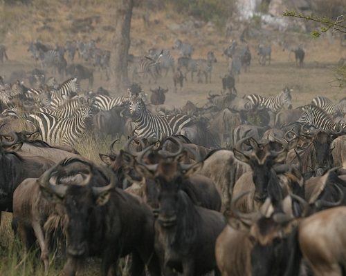1756831548477migration-1