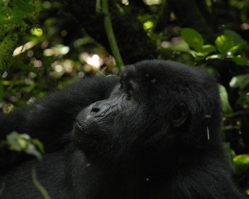 Uganda Safaris | Gorilla Trekking & Wildlife Tours