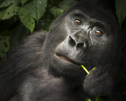 3 Days Gorilla Trekking Experience (3)