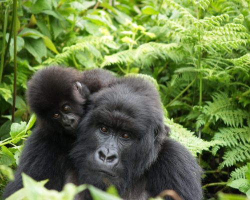 3 Days Gorilla Trekking Experience (4)