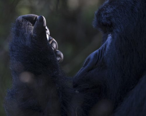 4 Days Gorillas & Lake Bunyonyi Experience (3)