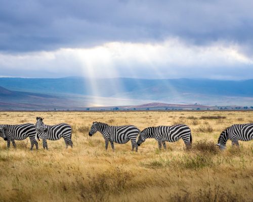 4 Days Serengeti Experience (1)