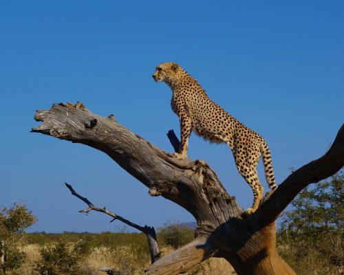 4 Days Serengeti Experience (6)