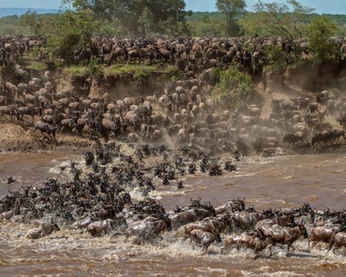 4 Days Serengeti Experience (8)