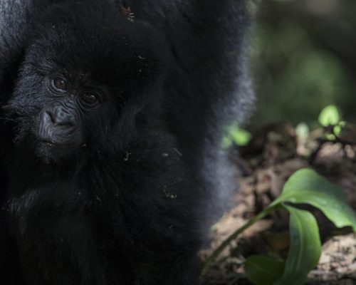 7 Days Uganda Primates & Wildlife Experience (1)
