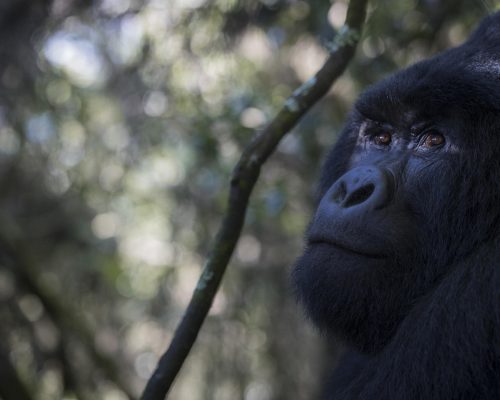 7 Days Uganda Primates & Wildlife Experience (3)