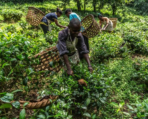 8 Days Best of Uganda Wildlife & Gorilla Experience (2)