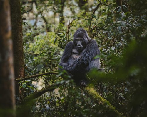 8 Days Best of Uganda Wildlife & Gorilla Experience (4)