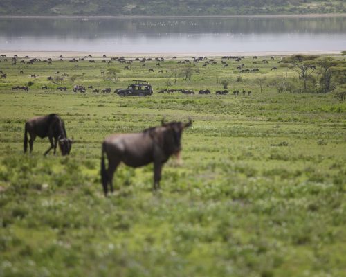 Beyond Serengeti Under Canvas