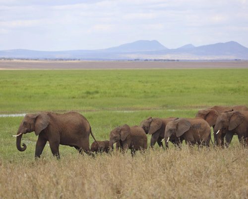 Oliver s Elephant herd
