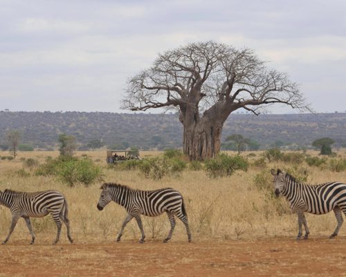 Oliver s Zebra crossing with baobab trees
