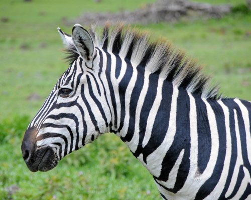 Wild Animals passing near the Camp