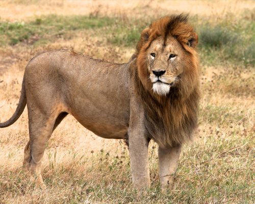 Wild Animals passing near the Camp_1