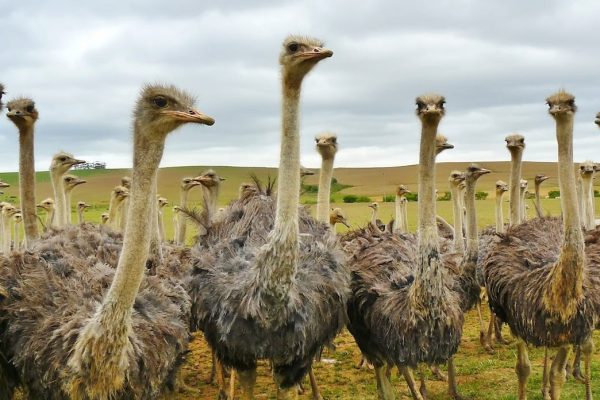 africa-safari-ostrich
