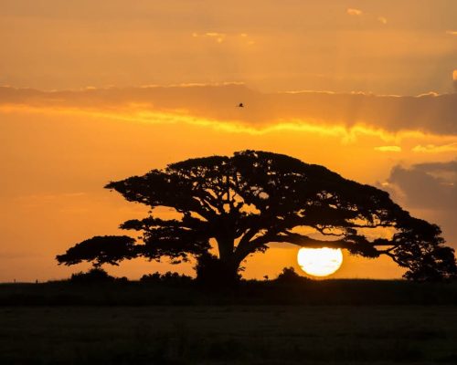 african-sunset-safari