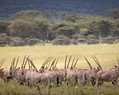 beisa-oryx-kenya-safari-mara