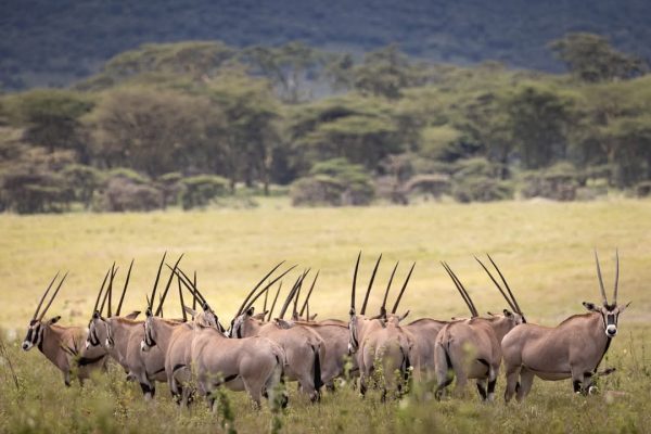 beisa-oryx-kenya-safari-mara beisa-oryx-kenya-safari-mara