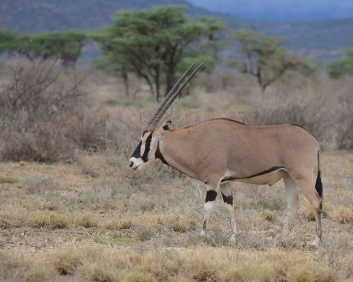 beisa-oryx-safari-samburu