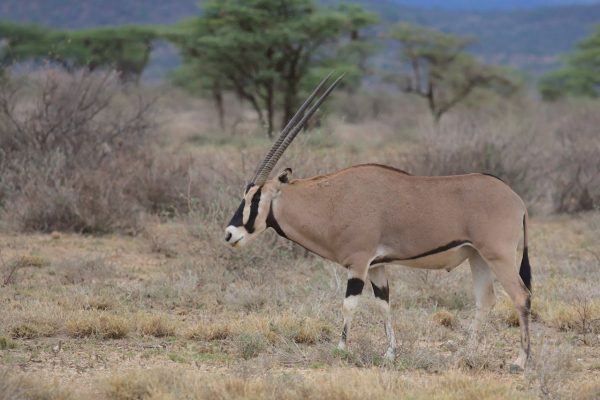 beisa-oryx-safari-samburu