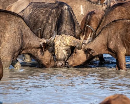 buffalo-kenya-safari-water-drinking