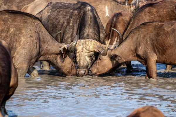 buffalo-kenya-safari-water-drinking
