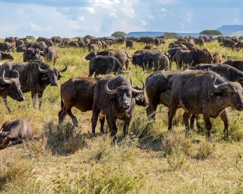 buffalo-safari-kenya