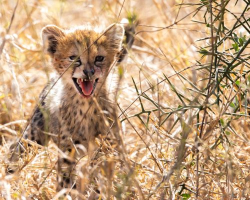 cheetah-cub-kenya-wildlife-tour