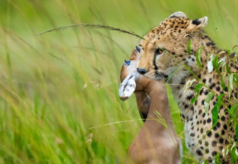 cheetah-with-kill-kenya-safari-experience