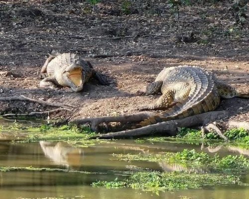 crocodile-kenya-safari