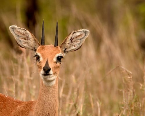 dik-dik-safari-kenya