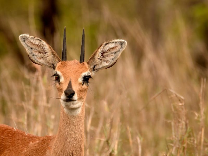 dik-dik-safari-kenya