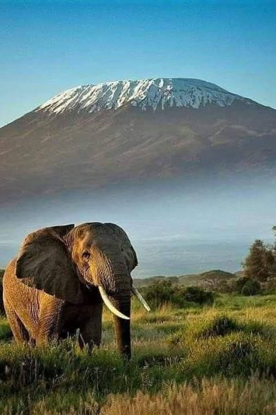 elephant-amboseli-kilimanjaro-peak-mountain