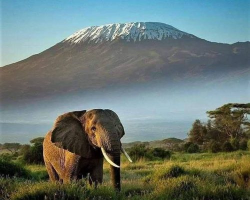 elephant-amboseli-kilimanjaro-peak-mountain