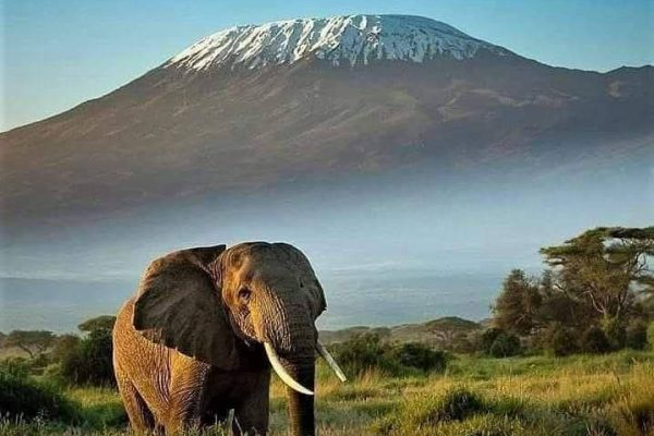 elephant-amboseli-kilimanjaro-peak-mountain