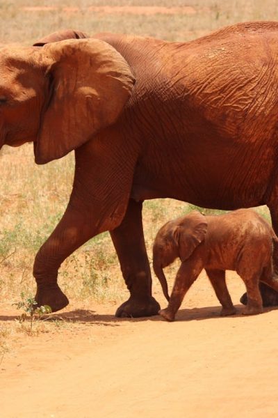 elephant-baby-kenya-wildlife-tsavo