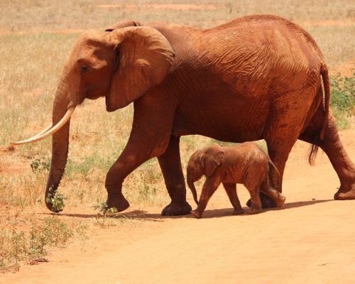 elephant-baby-kenya-wildlife-tsavo