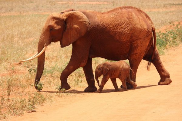 elephant-baby-kenya-wildlife-tsavo