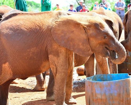 elephant-orphanage-nairobi-np