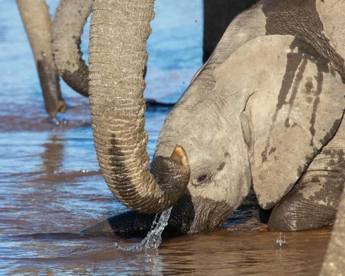 elephant-playing-water-amboseli