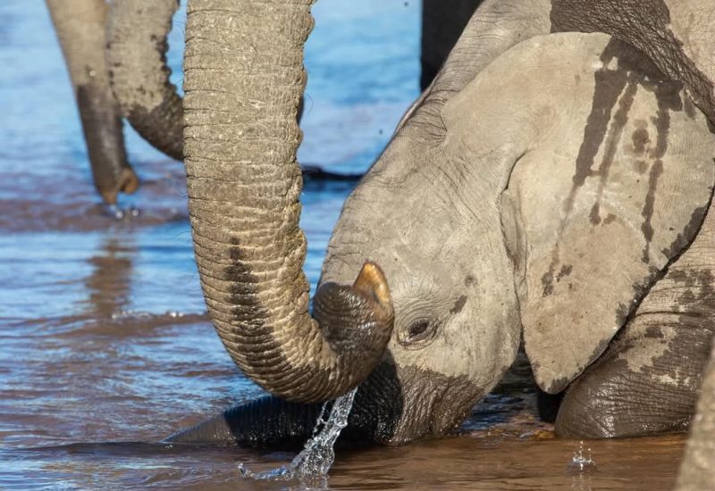 elephant-playing-water-amboseli