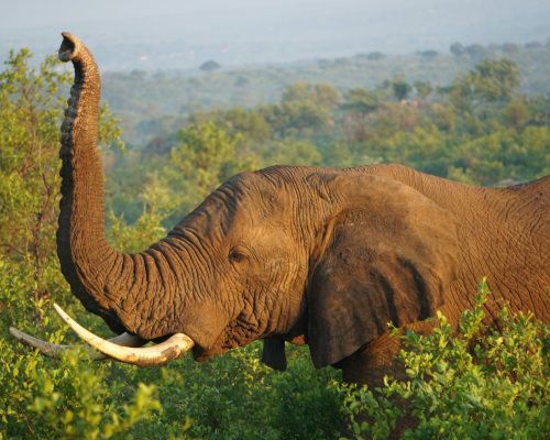 elephant-safari-africa-lavira