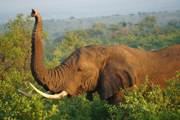 elephant-safari-africa-lavira