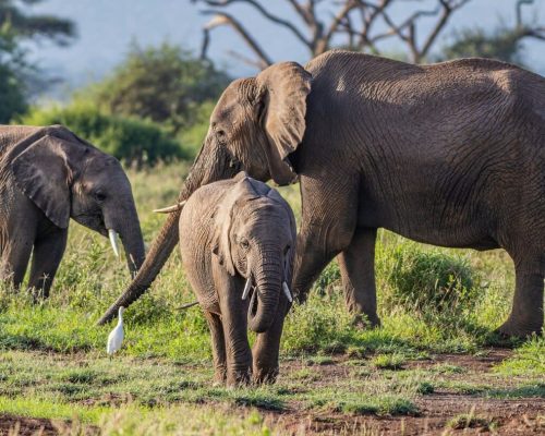 elephants-amboseli-kenya