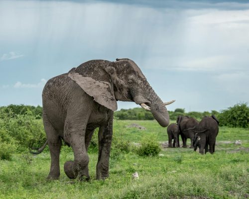 elephants-kenya-safari-lavira