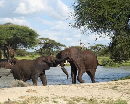 elephants-kenya-safari-nakuru