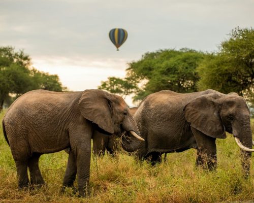 elephnats-ngorongoro