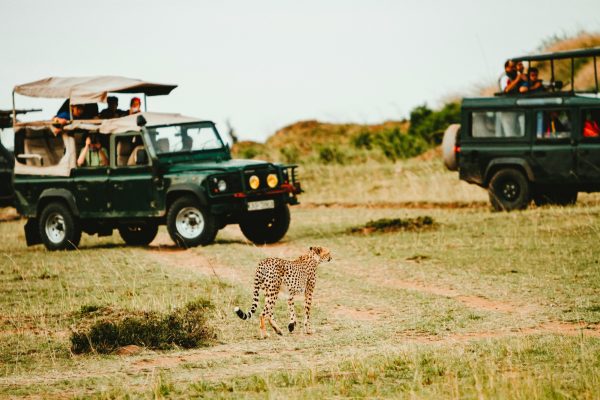 game-viewing-safari